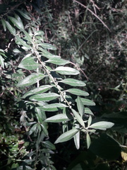 Aloysia polystachya