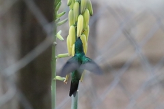 Chrysuronia coeruleogularis