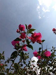 Bougainvillea