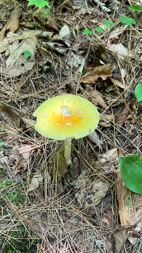 American Yellow Fly Agaric · July 2026 · photo: Photo: no rights reserved · iNaturalist