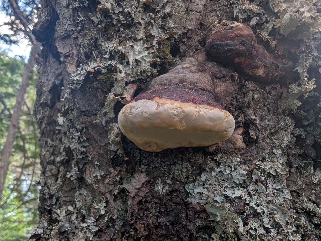 Northern Red Belt · July 2026 · photo: Photo: (c) Zack Abbey, some rights reserved (CC BY) · iNaturalist
