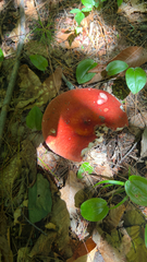 Marsh brittlegill (Russula paludosa)