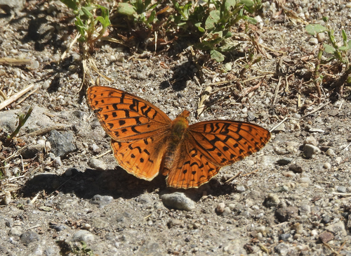 iNaturalist observation photo of Coronis Fritillary