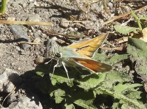 iNaturalist observation photo of Branded Skippers