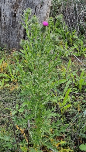 Bull Thistle