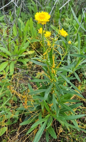 Golden Everlasting