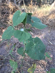 Allowissadula lozanoi