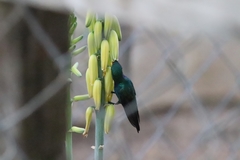 Chrysuronia coeruleogularis