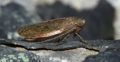 Paraphlepsius continuus