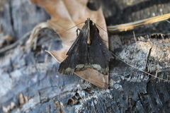 Rejectaria cocytalis