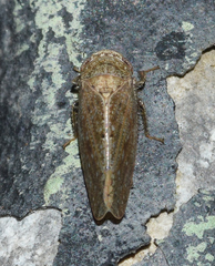 Paraphlepsius continuus