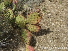 Opuntia tortispina