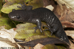 Jefferson Salamander photo 5