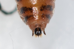 Nematus umbratus