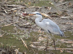 Ardea cinerea