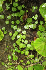Peperomia urocarpoides