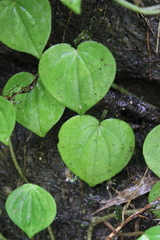 Peperomia urocarpoides