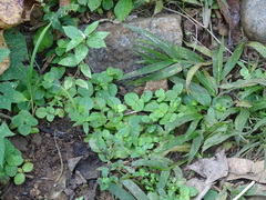 Vandellia diffusa