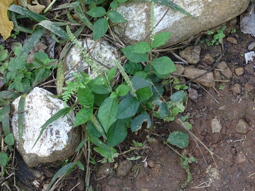 Cyathula prostrata, photograph 1