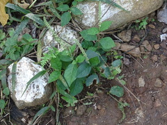 Cyathula prostrata, photograph (c) Alexis López Hernández, some rights reserved (CC BY)