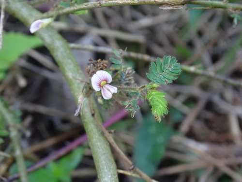 Aeschynomene americana