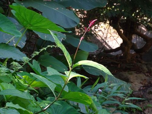 Odontonema callistachyum, photograph 1