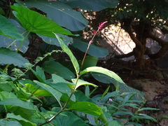 Odontonema callistachyum, photograph (c) Alexis López Hernández, some rights reserved (CC BY)