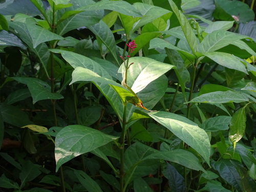 Odontonema callistachyum