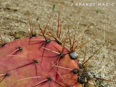 Opuntia tortispina