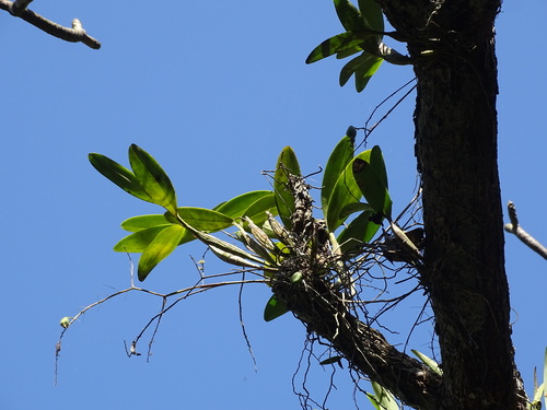 Epidendrum stamfordianum, photograph 1