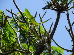 Epidendrum stamfordianum