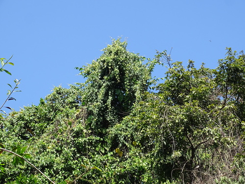 Vitis tiliifolia, photograph 3