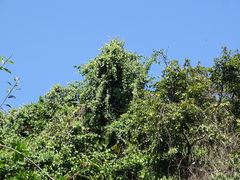Vitis tiliifolia, photograph (c) Alexis López Hernández, some rights reserved (CC BY)