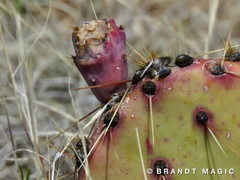 Opuntia tortispina