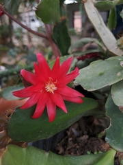 Rhipsalidopsis gaertneri