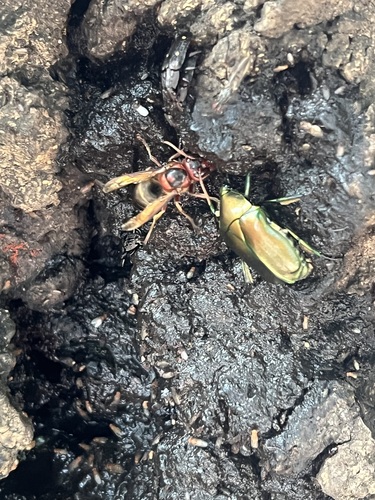 Dybowski's Hornet