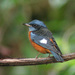 Blue-capped Rock-Thrush - Photo (c) Dave Curtis, some rights reserved (CC BY-NC-ND)