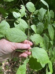Fraxinus biltmoreana