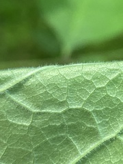 Fraxinus biltmoreana