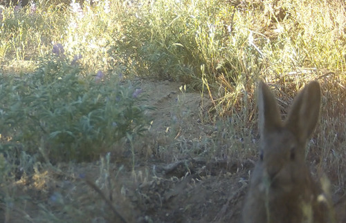 Pygmy Rabbit observed by twillrichardson
