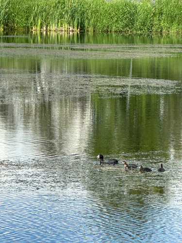 American Coot