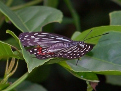 Hestina assimilis formosana