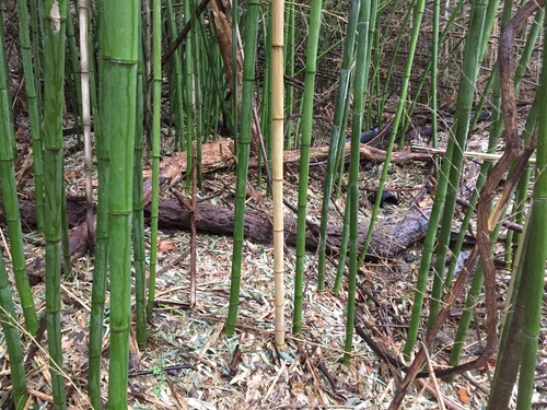 common bamboo
