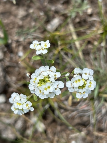 Thlaspi alpestre observed 2026-07-08