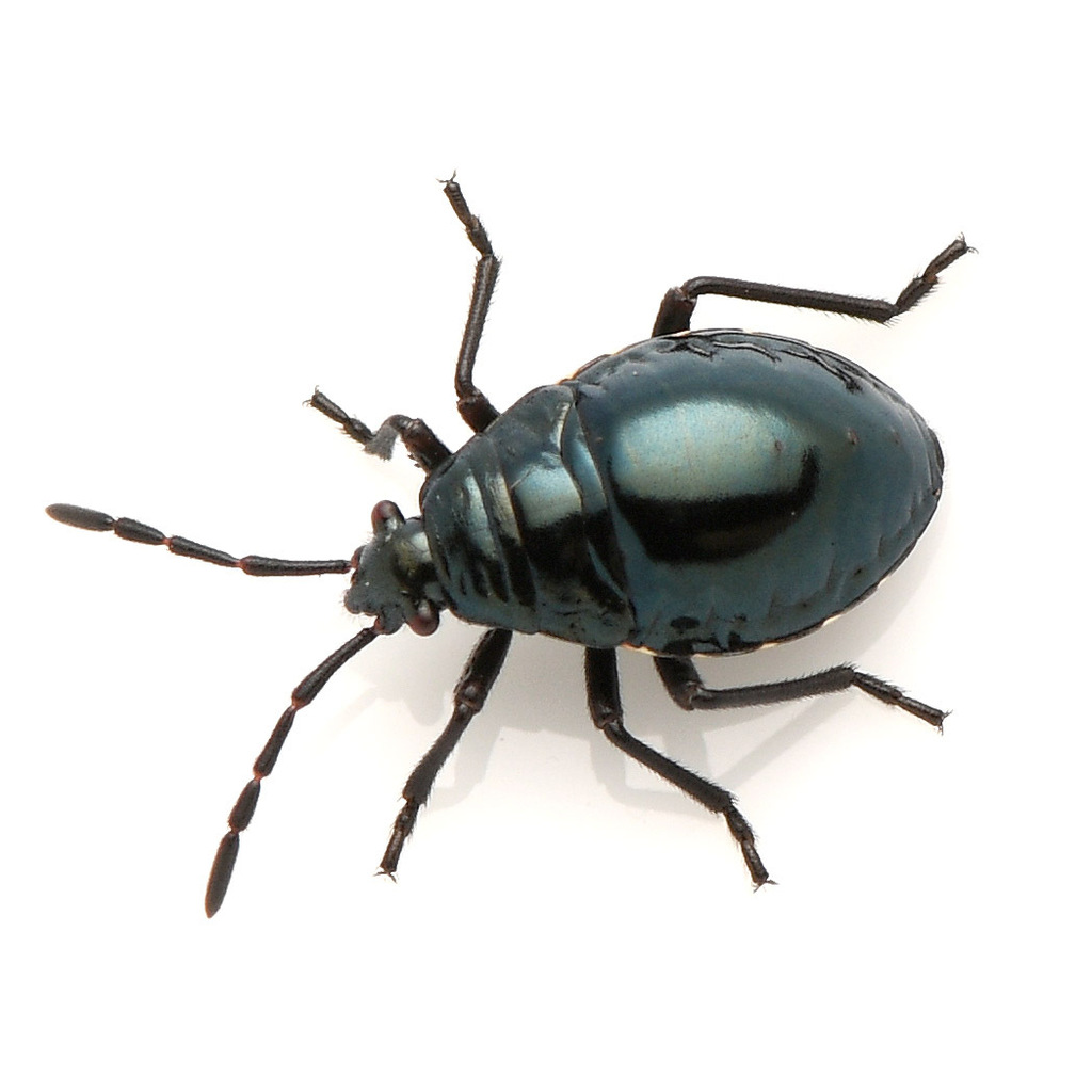 Largus cinctus