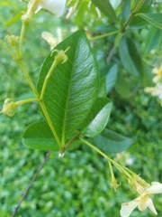 Trachelospermum jasminoides