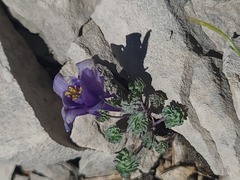 Aquilegia jonesii