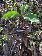 Trillium catesbaei