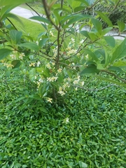 Trachelospermum jasminoides