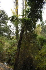 Parsonsia capsularis